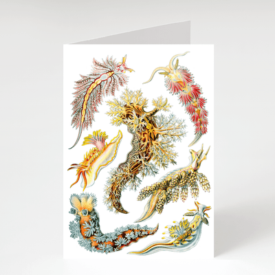 Nudibranchs - Blank Greeting Card