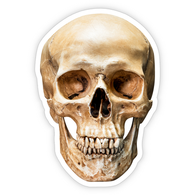 Skull - Vinyl Sticker