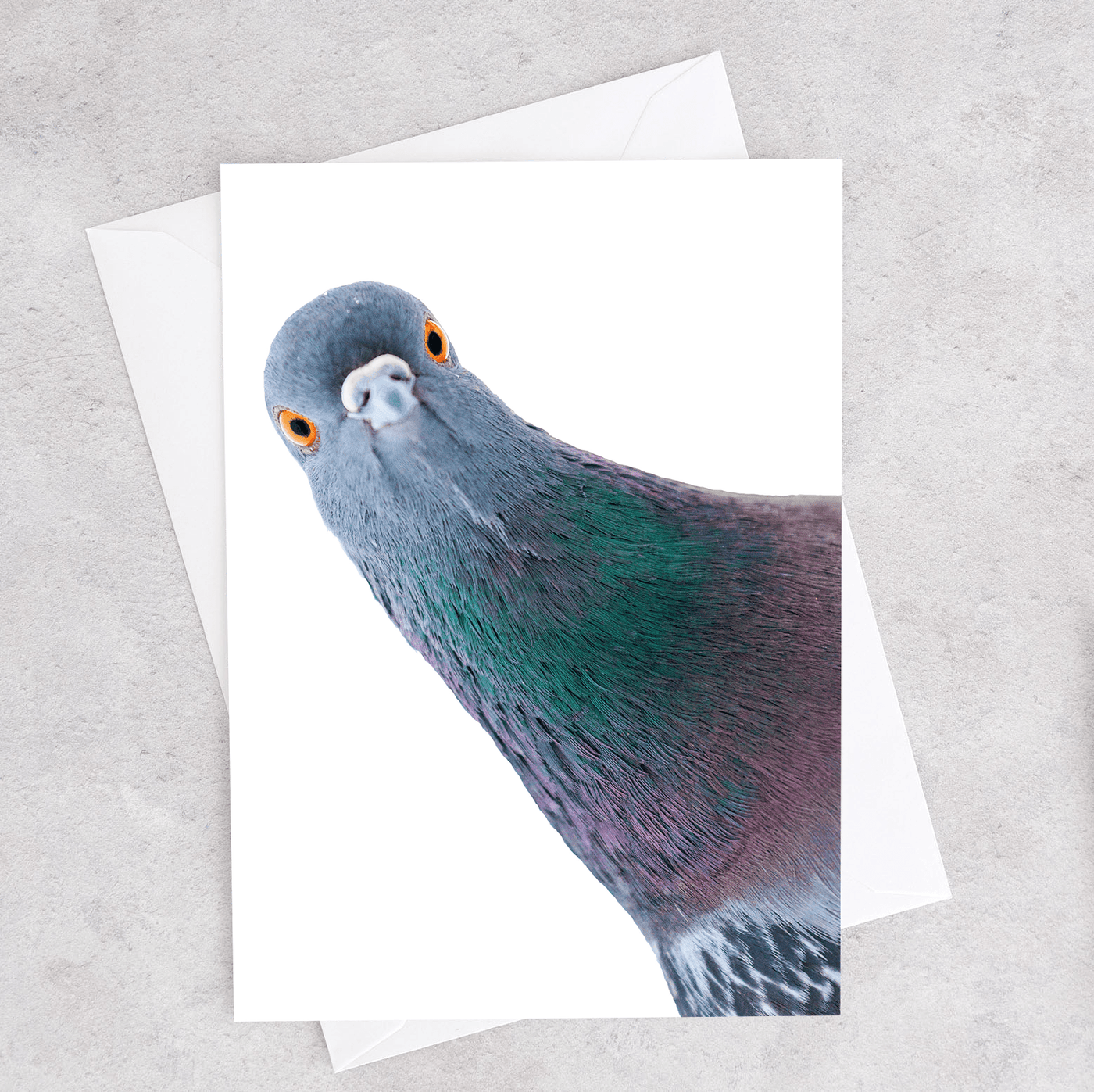 This greeting card has an image of a pigeon looking at the viewer